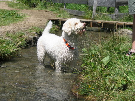 Lagotto Romagnolo Abkühlung