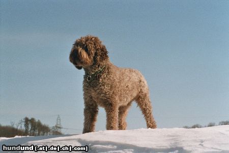 Lagotto Romagnolo Grimo v. Richcastle