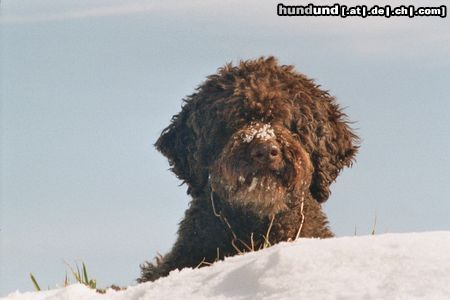 Lagotto Romagnolo Aysha v. Richcastle, bald 10 Jahre alt und noch immer voll fit