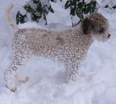 Lagotto Romagnolo Romea Emilia of Golden Comfort im Schnee.