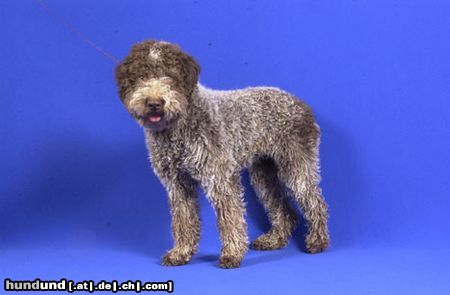 Lagotto Romagnolo Dibah von der Pulvermacherei