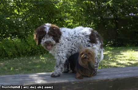 Lagotto Romagnolo Dibah von der Pulvermacherei & Yorki