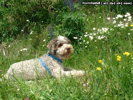 Lagotto Romagnolo Das ist Mistral, er ist ein toller Lagotto. Freundlich zu allen Menschen aber auch immer etwas vorsichtig. Er begleitet uns auf allen Reisen.