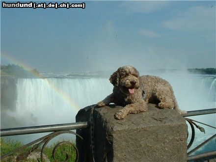 Lagotto Romagnolo Der Weltenbummler: Mistral