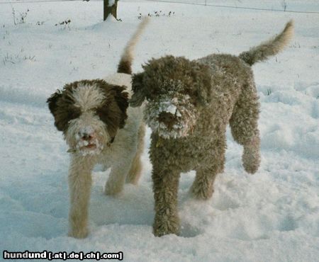 Lagotto Romagnolo Nöggi und Alisha