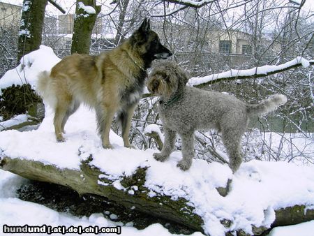 Lagotto Romagnolo Grimo v. Richcastle mit seiner Freundin Coja