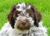 Lagotto Romagnolo del Amore a prima Vista