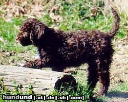 Lagotto Romagnolo Noch ein Welpe *Sergio Emilio of Golden Comfort*. Farbe: Marrone