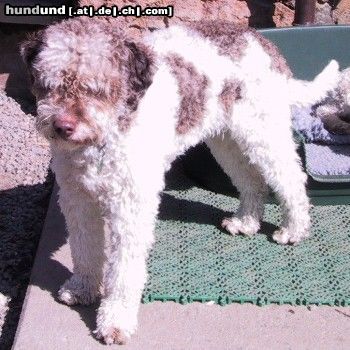 Lagotto Romagnolo Silas Emilio of Golden Comfort.  Zuchtrüde in der Farbe Bianco-marrone-focato(weiss-braun-tan).