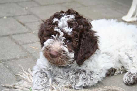 Lagotto Romagnolo  9 Wochen junge Sina campo del Lago