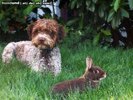 Lagotto Romagnolo Stella mit Häschen