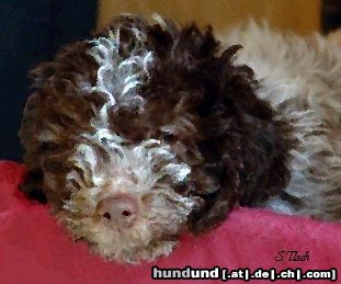 Lagotto Romagnolo Unser neuer Rüde Cry out Valentino. Roano Marrone.