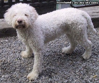 Lagotto Romagnolo Lagotto Hündin *Estella del Monte della Dea* von Fam. Tlach aus der Schweiz.