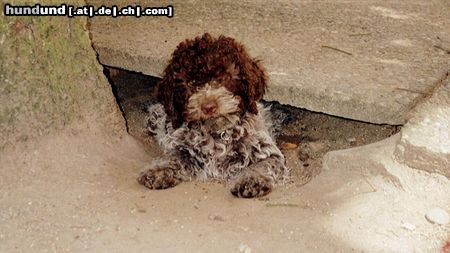 Lagotto Romagnolo Amici per Sempre Welpe