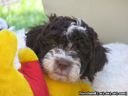 Lagotto Romagnolo Avanti del Vivaio