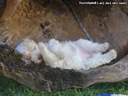 Lagotto Romagnolo Avita del Vivaio beim Mittagsschläfchen