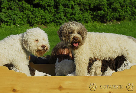 Lagotto Romagnolo Lagotti aus dem Zwinger Comes Cordis