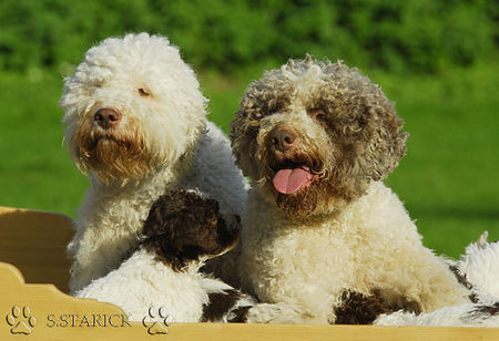 Lagotto Romagnolo Lagotti aus dem Zwinger Comes Cordis