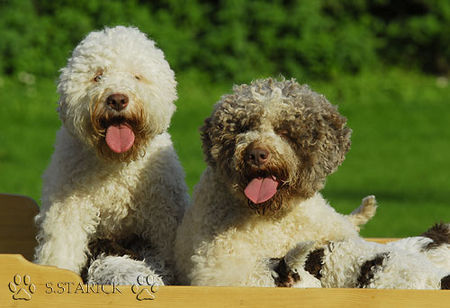 Lagotto Romagnolo Lagotti aus dem Zwinger Comes Cordis