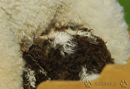 Lagotto Romagnolo Lagotti aus dem Zwinger Comes Cordis