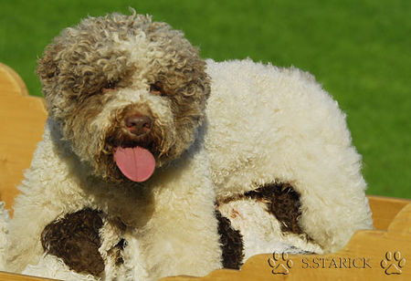 Lagotto Romagnolo Lagotti aus dem Zwinger Comes Cordis