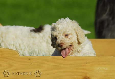 Lagotto Romagnolo Lagotti aus dem Zwinger Comes Cordis