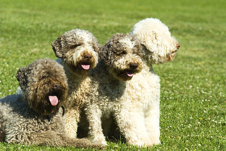 Lagotto Romagnolo Lagotti aus dem Zwinger Comes cordes