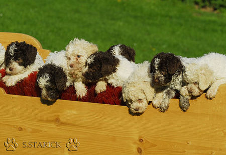 Lagotto Romagnolo Lagotti aus dem Zwinger Comes Cordis