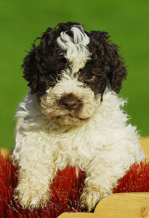 Lagotto Romagnolo Lagotti aus dem Zwinger Comes Cordis