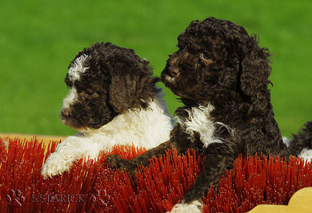 Lagotto Romagnolo Lagotti aus dem Zwinger Comes Cordis