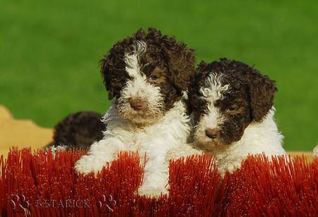 Lagotto Romagnolo Lagotti aus dem Zwinger Comes Cordis