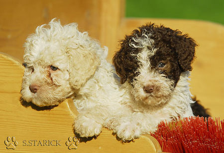 Lagotto Romagnolo Lagotti aus dem Zwinger Comes Cordis