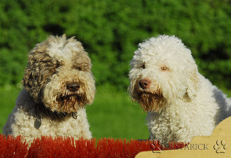 Lagotto Romagnolo Lagotti aus dem Zwinger Comes Cordis