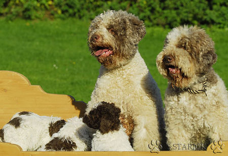 Lagotto Romagnolo Lagotti aus dem Zwinger Comes Cordis