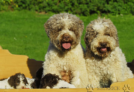 Lagotto Romagnolo Lagotti aus dem Zwinger Comes Cordis