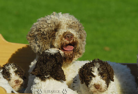 Lagotto Romagnolo Lagotti aus dem Zwinger Comes Cordis