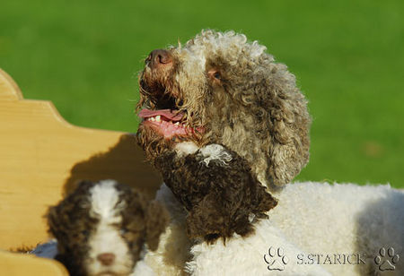 Lagotto Romagnolo Lagotti aus dem Zwinger Comes Cordis