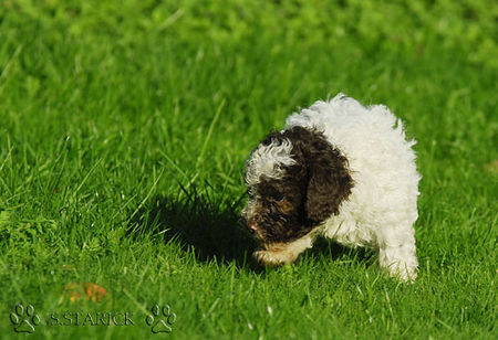 Lagotto Romagnolo Lagotti aus dem Zwinger Comes Cordis