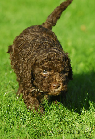 Lagotto Romagnolo Lagotti aus dem Zwinger Comes Cordis