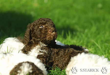 Lagotto Romagnolo Lagotti aus dem Zwinger Comes Cordis