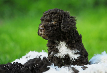 Lagotto Romagnolo Lagotti aus dem Zwinger Comes Cordis