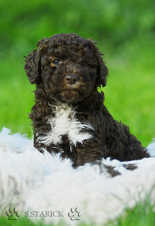 Lagotto Romagnolo Lagotti aus dem Zwinger Comes Cordis