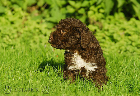 Lagotto Romagnolo Lagotti aus dem Zwinger Comes Cordis