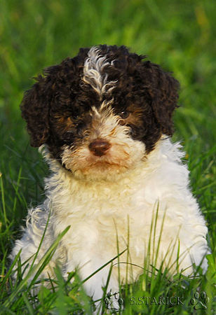 Lagotto Romagnolo Lagotti aus dem Zwinger Comes Cordis