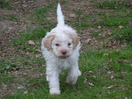 Lagotto Romagnolo Accompagnatore Lagotti