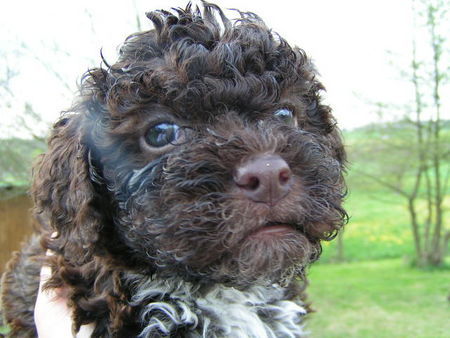 Lagotto Romagnolo Accompagnatore Lagotti