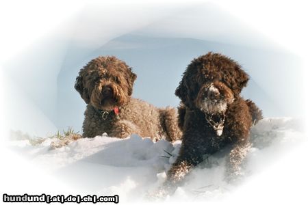 Lagotto Romagnolo Grimo und Aysha v. Richcastle