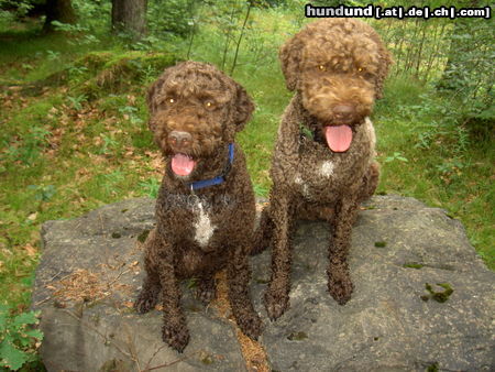 Lagotto Romagnolo Baica und Benjo