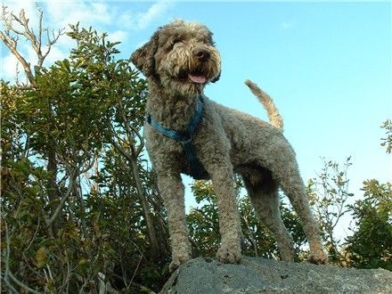 Lagotto Romagnolo Bergsteiger; Mistral