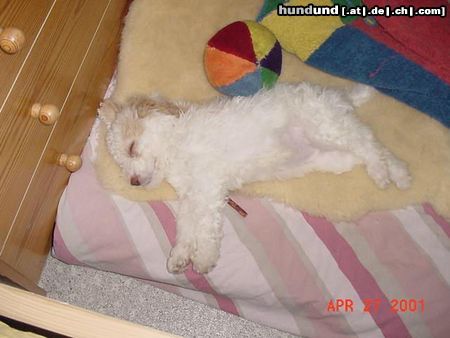 Lagotto Romagnolo